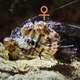 Illustration for article titled Scientists Discover the Gynosome, a New Kind of Sexual Organ